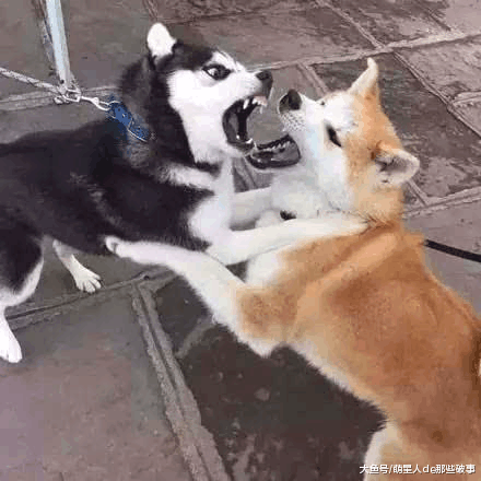 二哈打架输了回家哭