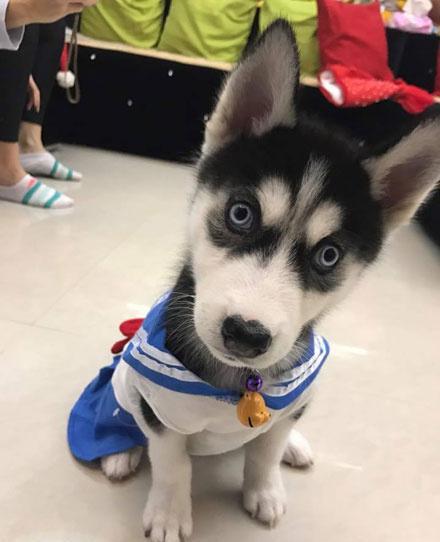 小哈士奇穿上制服后,眼睛还瞪得那么大,这是想要萌死人呢!