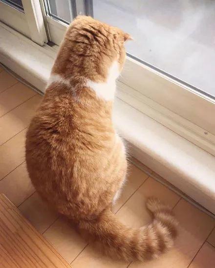 主人拍下家里橘猫的小背影, 让人看了想排队抱抱它
