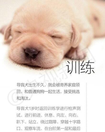 它们如同日剧里面的导盲犬小q一般暖心,对于它的主人来说狗狗就是他的