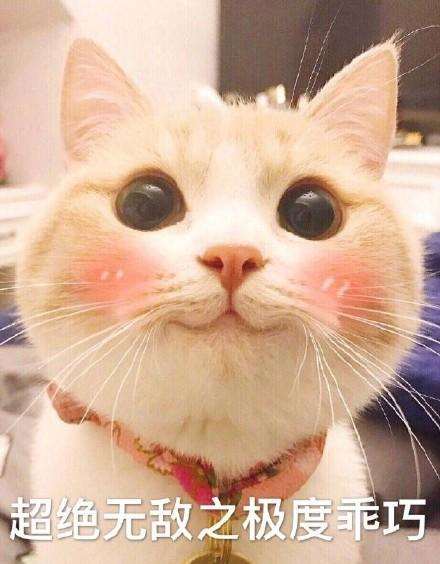 才知道手机上小萌猫表情包叫bobi,世上怎么会有这么可爱的猫!
