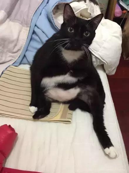 公猫和母猫的坐姿会有差别吗?