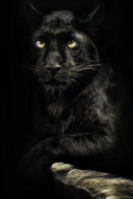 黑豹black panther