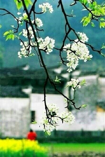 春路雨添花,花动一山春色.