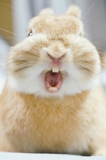 换个口味吧!吸只兔子!吐舌头卖萌太