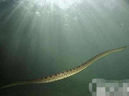 揭开95年安徽巨蟒渡劫事件真相,千年难遇巨蟒