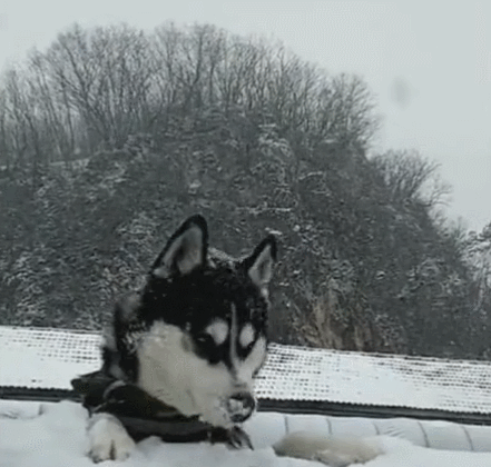 二哈把雪当狗粮吃,吃的津津有味,还不忘做表情包!
