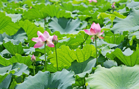 莲花象征什么样的品质，和荷花有什么不同