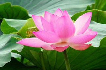 莲花象征什么样的品质，和荷花有什么不同