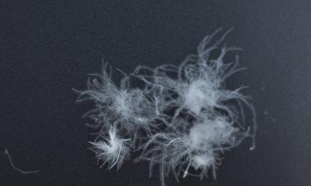 飞丝是什么?能代替羽绒?别被骗了,三种方法让你告别假