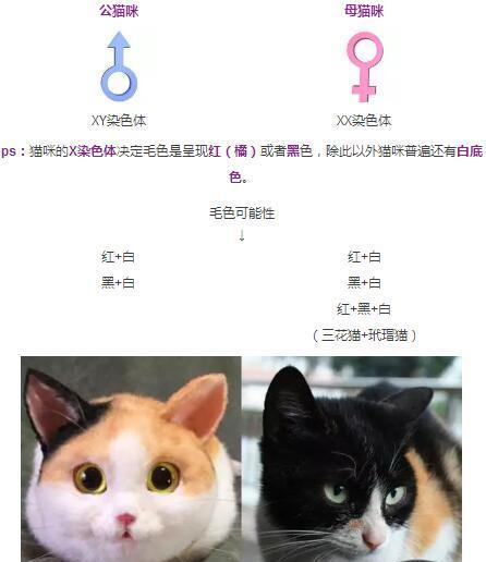 如何判断猫咪的性别?原来不止看蛋蛋这一种方