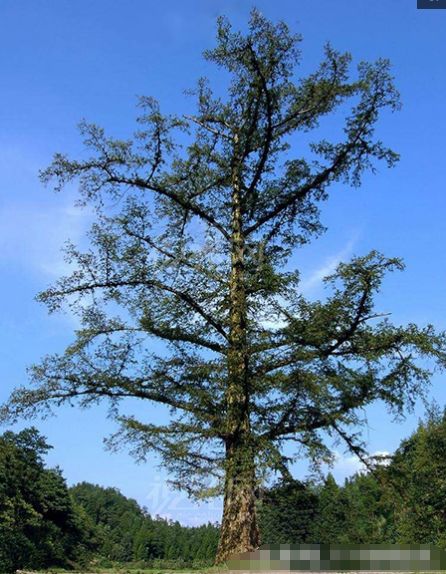 中国拥有世界最大、最古老的水杉树,日本人远
