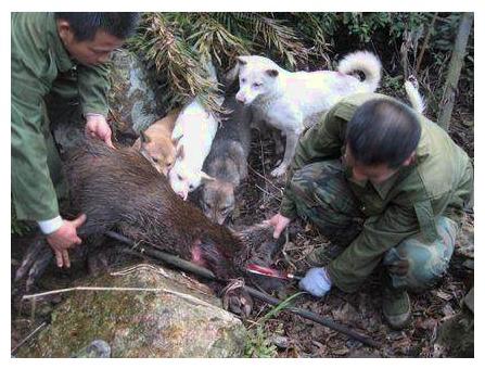 男子带狗狗山上抓野猪,不久后领居羡慕不已!