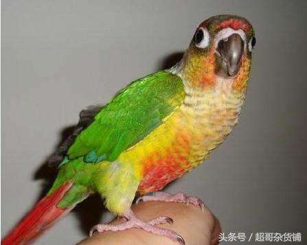 家有爱宠之小太阳鹦鹉