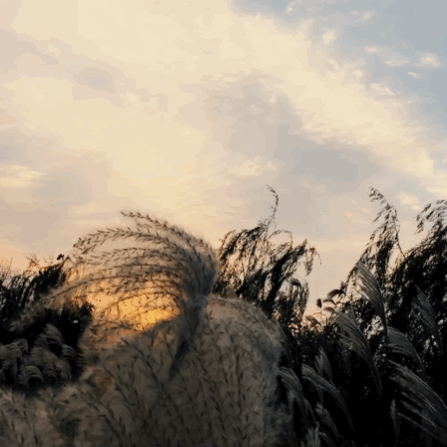 烟花三月下扬州,醉美芦苇荡等您来!