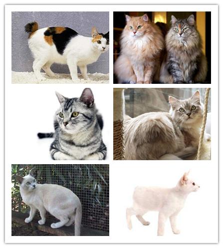 6张图教你认全所有的猫咪品种看完你还认为布偶猫是最美吗