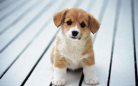 四个小妙招,教怎么让狗狗知道自己的名字!