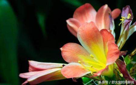 君子兰浇不好水，可能会废，正确的浇水方式是这样的