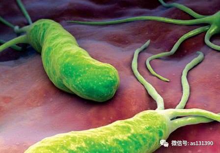 什么是幽门螺旋杆菌?胃病和它有什么关系?