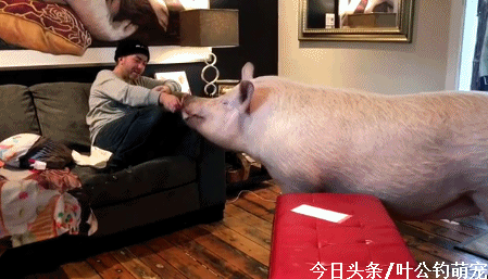 有只宠物猪和肉猪没啥区别,主人却肯和它吃同一碗饭