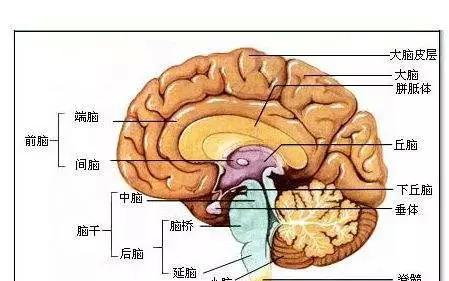 尤其是后脑 因为后脑分布着小脑及脑干等重要神经中枢 (人类脑补结构