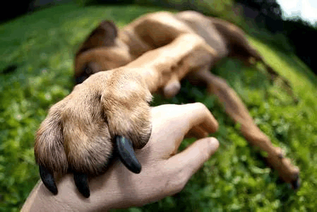 给狗狗剪指甲就是一出血泪史? 给狗狗剪指甲你需要知道这些事情