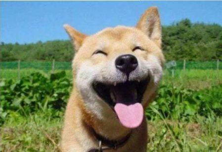 那个著名"表情包"柴犬狗狗去世了 但感染力笑容留给了世界