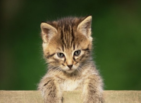 做梦时梦见猫是什么原因,有何含义?