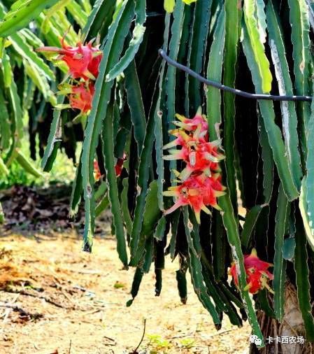 你见过火龙果是怎样生长的吗?!