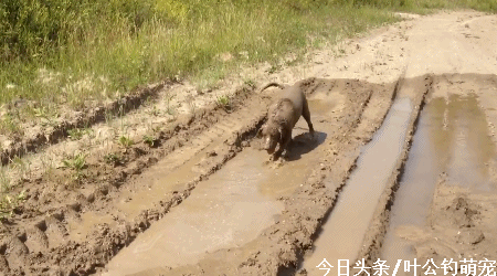 狗狗在淤泥里打滚,幸好不是粪坑,捡回去洗洗还可以用