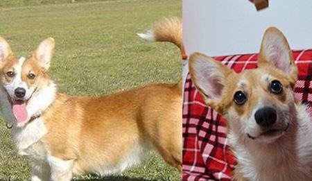 柯基犬其实不断尾也很漂亮,日常饲养需注意这3点