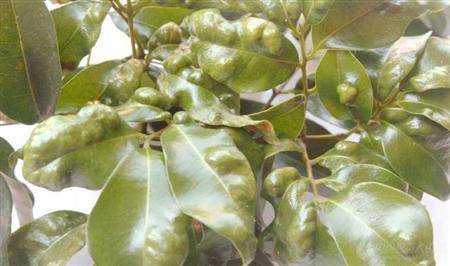 龙眼树的瘿螨有什么危害?龙眼树的瘿螨如何防