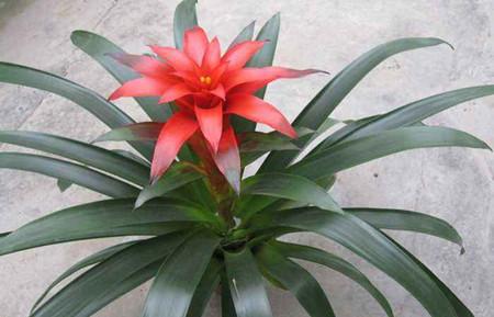 观赏凤梨的常见催花方法大全!