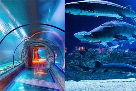 壁纸 海底 海底世界 海洋馆 水族馆 450_300