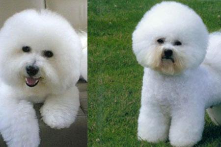 成年比熊犬能长多大?这样饲养宠物狗才更漂亮