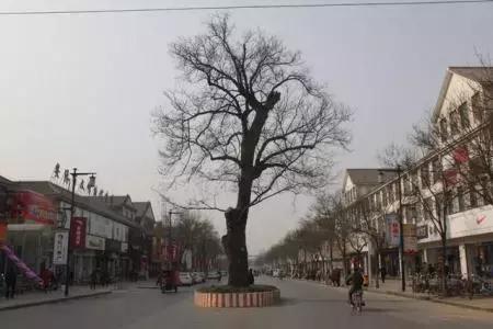 安阳老城为何槐树多?老槐树到底有多少年的历