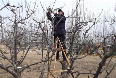 冬季梨树修剪技术有哪些?冬季梨树是如何进行
