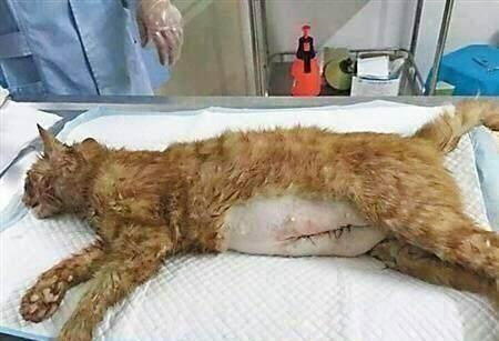 心酸, 怀孕流浪猫被撞死, 宠物医生紧急剖腹产救下了一群小奶猫!