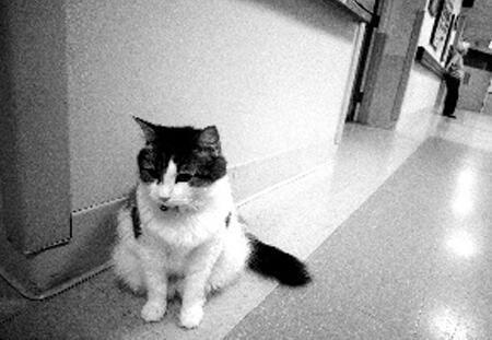 猫真能通灵？美国有一只“死神猫咪”，5年准确预测50人死亡！