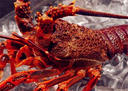 2018年大龙虾多少钱一斤?10斤重的要多少钱?