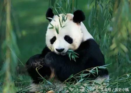 关于国宝大熊猫, 你不知道的15条冷知识