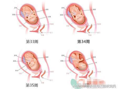 怀孕37天胎儿发育图,怀孕三十七周胎儿图片 10月怀胎, 图文解析孕妇身体和胎儿发育变化的全过程