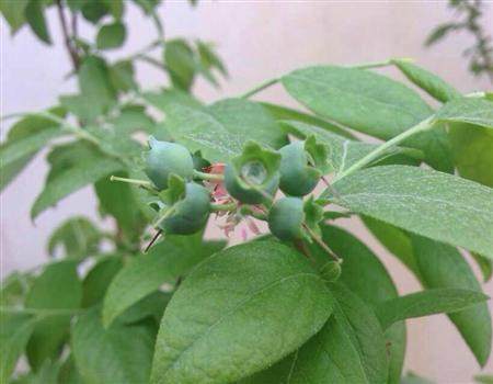 温度对蓝莓生长有什么影响?蓝莓适合怎么样的