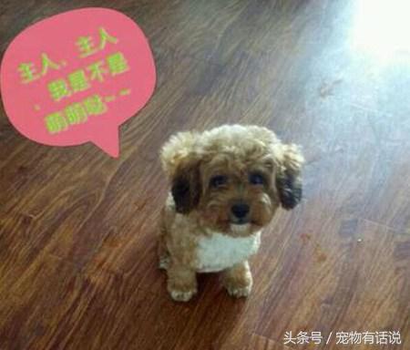 泰迪和萨摩耶杂交出来的狗狗真佩服泰迪的基因