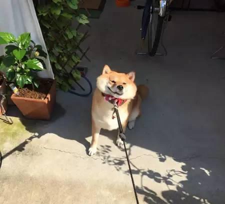 宝宝把柴犬当马骑,狗痛得想要咬人,可宝宝却能
