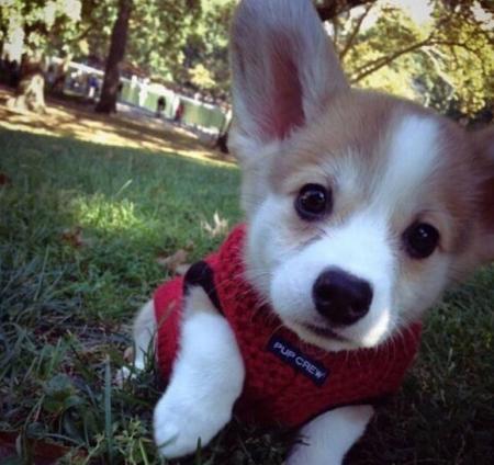 十种最适合陪伴孩子的狗狗,他们在一起的画面