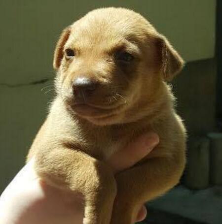 流浪狗一直犬吠，引領人來到樹洞，看清裡面的東西後令人淚如雨下