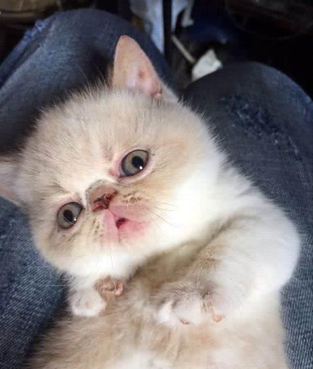 盘点最漂亮可爱的十个猫咪品种，你家猫是哪一种？！