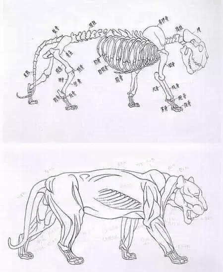 画工笔老虎技巧步骤