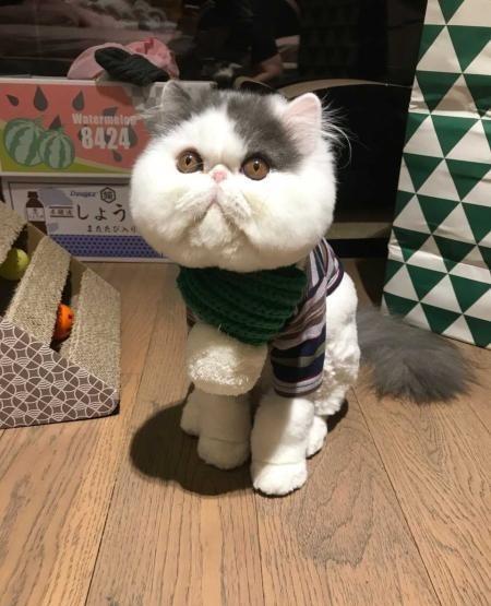 这只加菲猫每天最重要的事情就是卖萌,360度无棱角圆脸,耐吸